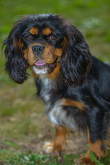 little cute cocker spaniel dog at walk, close view 