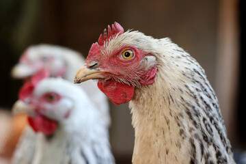 Chickens on a farm, poultry concept. White hen in a coop