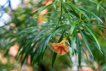 orange flower in the garden