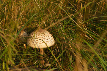 Macrolepiota procera - mushroom growing at the edge of the forest in grasses. Mushroom picking, collecting edible fungi in the forest.