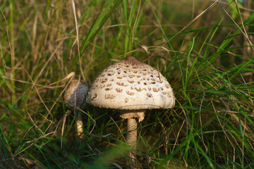 Macrolepiota procera - mushroom growing at the edge of the forest in grasses. Mushroom picking, collecting edible fungi in the forest.