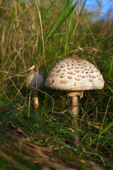 Macrolepiota procera - mushroom growing at the edge of the forest in grasses. Mushroom picking, collecting edible fungi in the forest.