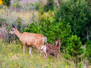 Naklejka na ściany i meble Mule deer mother and fawn in a meadow with lush forest in the background.