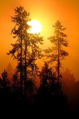 Obraz premium Sunlight Golden Orange in Morning Mist Fog in Pine Tree Forest Wilderness