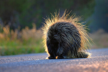 Porcupine in Wilderness Backlit by Early Morning Sunlight