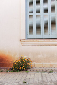 Ventana vintage y flores
