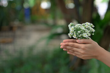 Women hand pressing together and holding the little bunch of white flower , calm and mindfulness concept