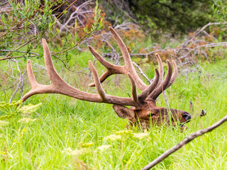 Massive bull elk bedded down in the grass in the Rocky Mountains of Colorado.