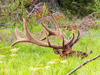 Massive bull elk bedded down in the grass in the Rocky Mountains of Colorado.