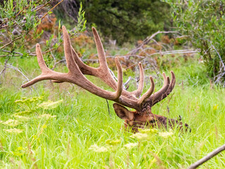 Massive bull elk bedded down in the grass in the Rocky Mountains of Colorado.