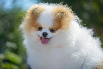 view of little cute pomeranian dog , close view 