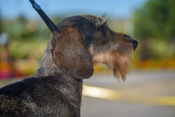 little Airedale Terrier Dog at walk, close view 