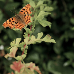 Comma butterfly on leaf