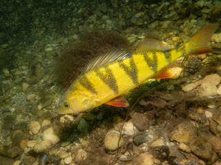A close-up picture of a European perch, Perca fluviatilis, in cold Northern European waters. Pebbles in the background