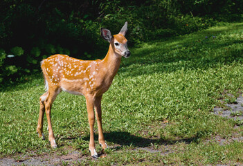 White-tailed deer fawn during late Summer