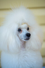 view of little cute poodle dog , close view 