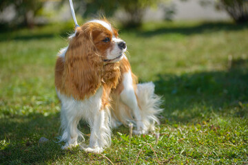Little cute dog king charles spaniel for a walk, close up