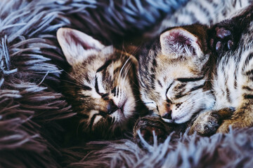 Deux adorables chatons tigrés en train de dormir à la maisons