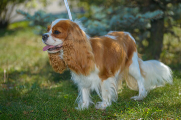 Little cute dog king charles spaniel for a walk, close up