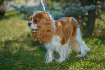 Little cute dog king charles spaniel for a walk, close up