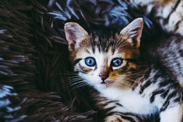 Portrait d'un adorable chaton tigré couché sur un coussin à la maison
