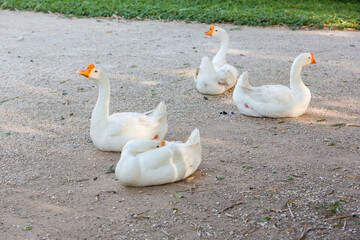 Elegant white goose standing on the rock road with gold sun light. natural image. nature photo