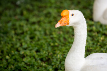 Elegant white goose on the green grass field with gold sun light. natural image. nature photo