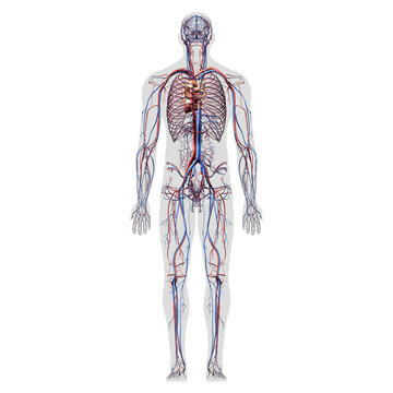 Circulatory System Full Body Anatomy Rear View on White Background