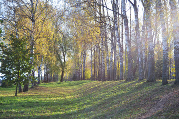 Fototapeta premium Warm autumn day in the city park. Autumn background.