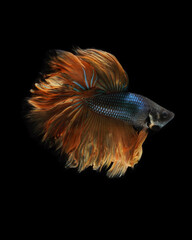 A betta fish is a small, freshwater fish that is brightly colored
has long fins and sometimes called a Siamese fighting fish.
This is one of kind betta fish called Feather  Tail Halfmoon Betta Fish.