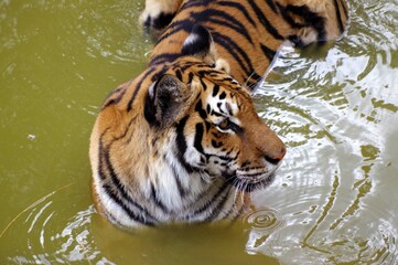 tigre dans l'eau