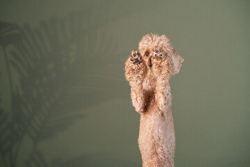 the poodle is waving its paw. dog indoors. happy pet against the background of a green wall 