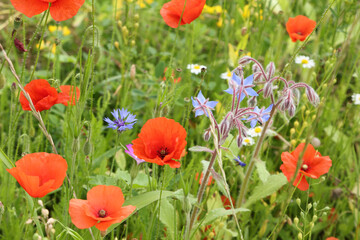 Fototapeta premium Coqueloicots dans une jachère fleurie 