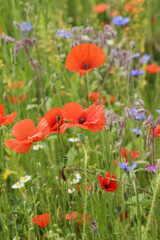 Coqueloicots dans une jachère fleurie	