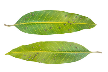 Green mango leaf isolated on white background.There are insect eggs attached to the mango leaves.