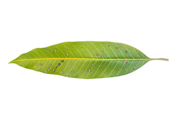 Green mango leaf isolated on white background.There are insect eggs attached to the mango leaves.