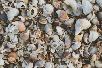 Caracóles de playa