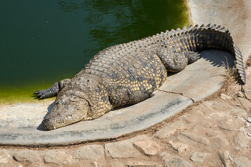 Nile crocodile (Crocodylus niloticus) sunbathing by the pool at crocodile farm in Namibia, Africa.