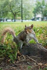 squirrel in the park