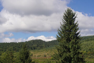 mountain view with spruce nature 