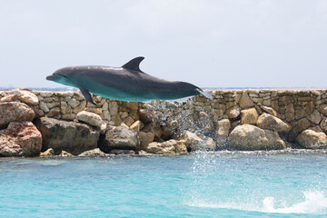 Delfin macht Luftsprung im Meer