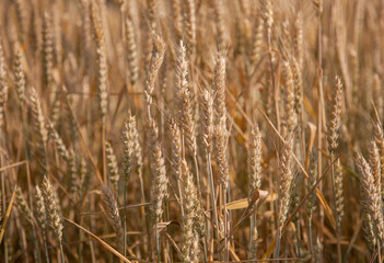 yellow ears of wheat in the field