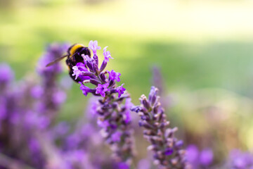 lilac lavender sprig of lavender in the garden closeup flowering lavender