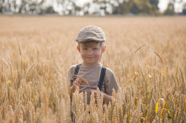 Naklejka na ściany i meble a boy stands in yellow ears of wheat in a field and holds several spikelets in his hands.