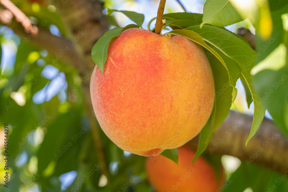 Sticker White peach ready for harvest in the orchard