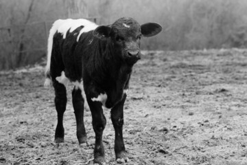 Young beef calf close up in foggy field of farm during winter, agriculture animal portrait.