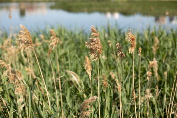 Landscape with reeds and a pond