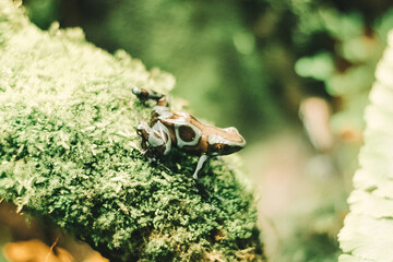 frog in the grass macro