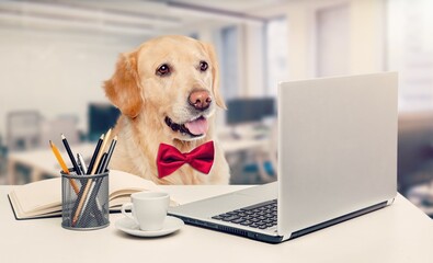 Portrait of a happy dog office worker looking at the laptop. - obrazy, fototapety, plakaty