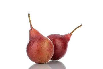 Two ripe red pears, close-up, isolated on white.